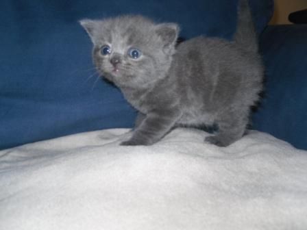 Lovely British Shorthair Kittens Available!!!! (972)-734-5559 Image eClassifieds4u