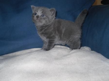 Lovely British Shorthair Kittens Available!!!! (972)-734-5559 Image eClassifieds4u