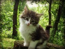 Amazing Maine Coon Kittens For Sale!!! (972)-734-5559 Image eClassifieds4u 1