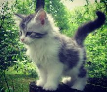 Amazing Maine Coon Kittens For Sale!!! (972)-734-5559 Image eClassifieds4u 2