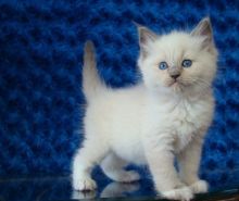 Delightful Seal Colorpoint Ragdoll Kitten (972)-734-5559 Image eClassifieds4u 4