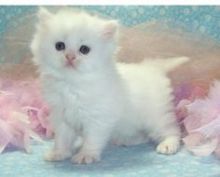 Doll Face Persian Kittens For Sale!!!! (972)-734-5559 Image eClassifieds4u 3