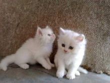 Doll Face Persian Kittens For Sale!!!! (972)-734-5559 Image eClassifieds4u 2