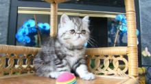 Exotic Short Hair Kittens For Sale (972)-734-5559 Image eClassifieds4u 1