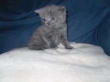 Lovely British Shorthair Kittens Available!!!! (972)-734-5559 Image eClassifieds4u 3