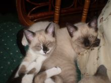 Siamese Kittens For Sale (972)-734-5559 Image eClassifieds4u 1