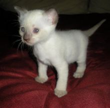 Siamese Kittens For Sale (972)-734-5559 Image eClassifieds4u 3
