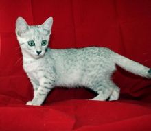 Stunningly Beautiful Pedigree Egyptian Mau Kitten (972)-734-5559 Image eClassifieds4u 2