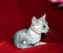 Stunningly Beautiful Pedigree Egyptian Mau Kitten (972)-734-5559 Image eClassifieds4u 1