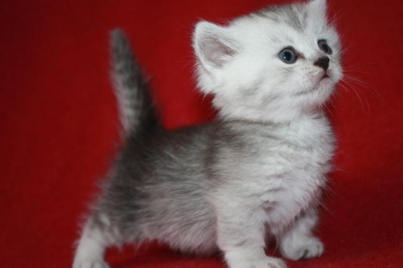 Specials darling munchkin kittens Ready for sale (972)-734-5559 Image eClassifieds4u
