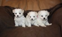 Pure Breed Maltese Puppies - Visit Our Website Now For 50% Off