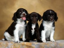 castlerocks english springer spaniel puppies