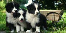 ckc border collie pups