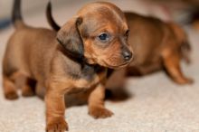 CKC registered miniature dachshund puppies