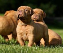 Dogue de Bordeaux Puppies