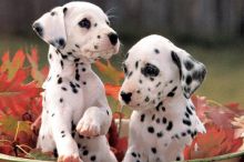 Now taking deposits on Dalmatian puppies!