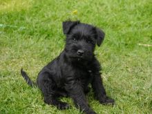 Pedigree Giant Schnauzer Puppies