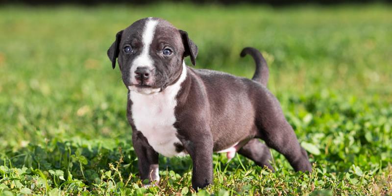 american staffordshire puppy for sale Image eClassifieds4u