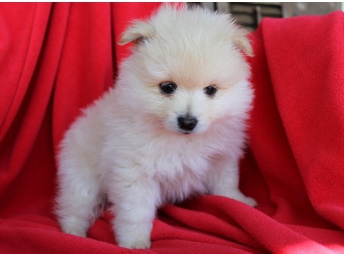 Angelic Pomeranian Puppies Now Ready For Adoption Image eClassifieds4u