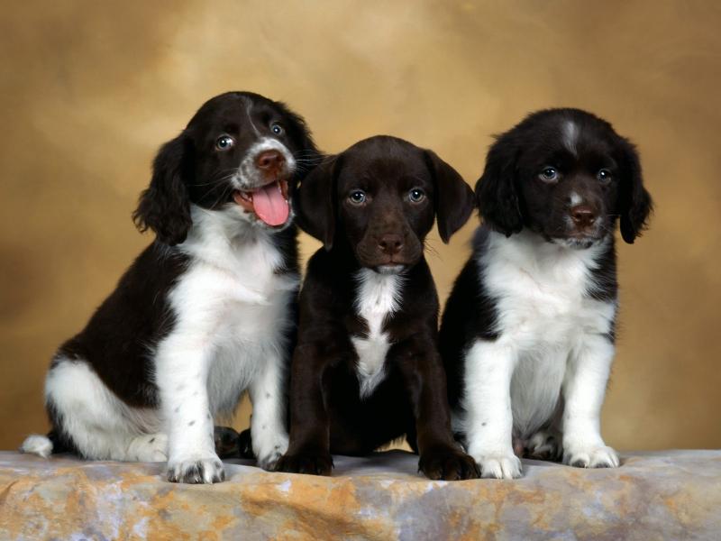 castlerocks english springer spaniel puppies Image eClassifieds4u