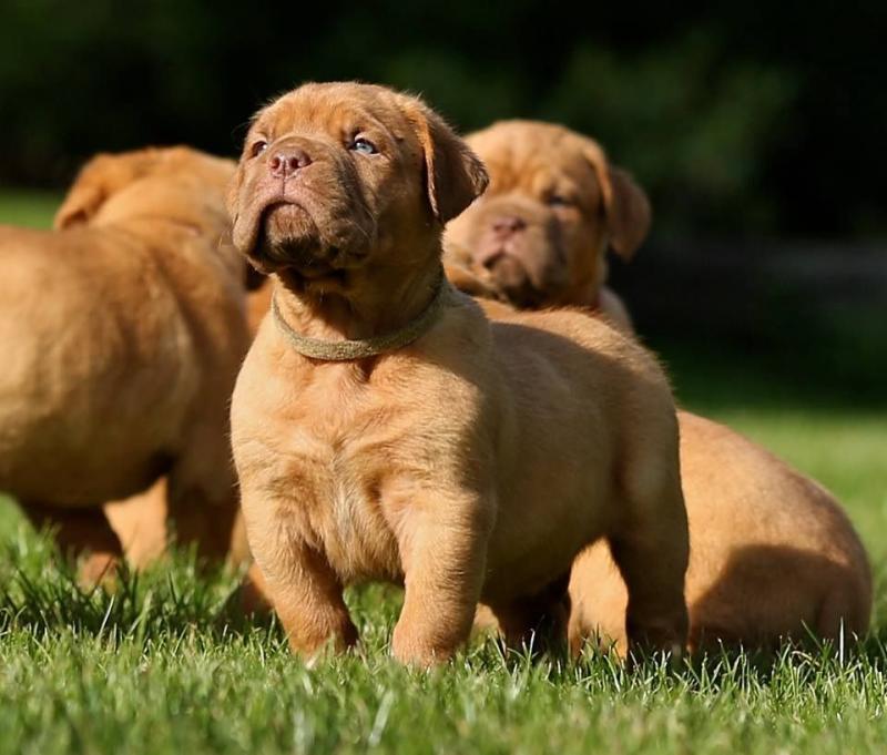 Dogue de Bordeaux Puppies Image eClassifieds4u