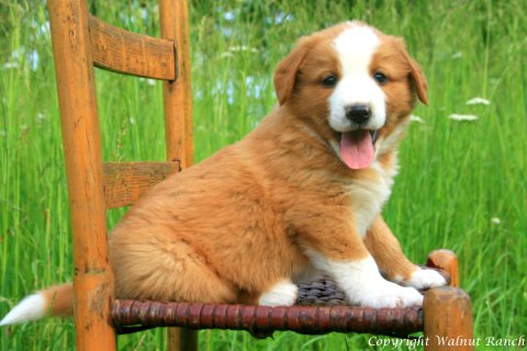 English Shepherd puppy Image eClassifieds4u