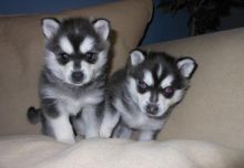 Alaskan Klee Kai Puppies Image eClassifieds4U