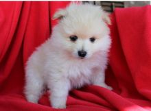 Angelic Pomeranian Puppies Now Ready For Adoption Image eClassifieds4u 1