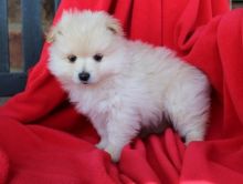 Angelic Pomeranian Puppies Now Ready For Adoption Image eClassifieds4u 3