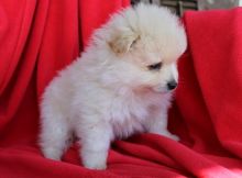 Angelic Pomeranian Puppies Now Ready For Adoption Image eClassifieds4u 2