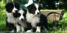 ckc border collie pups Image eClassifieds4U