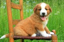 English Shepherd puppy Image eClassifieds4U