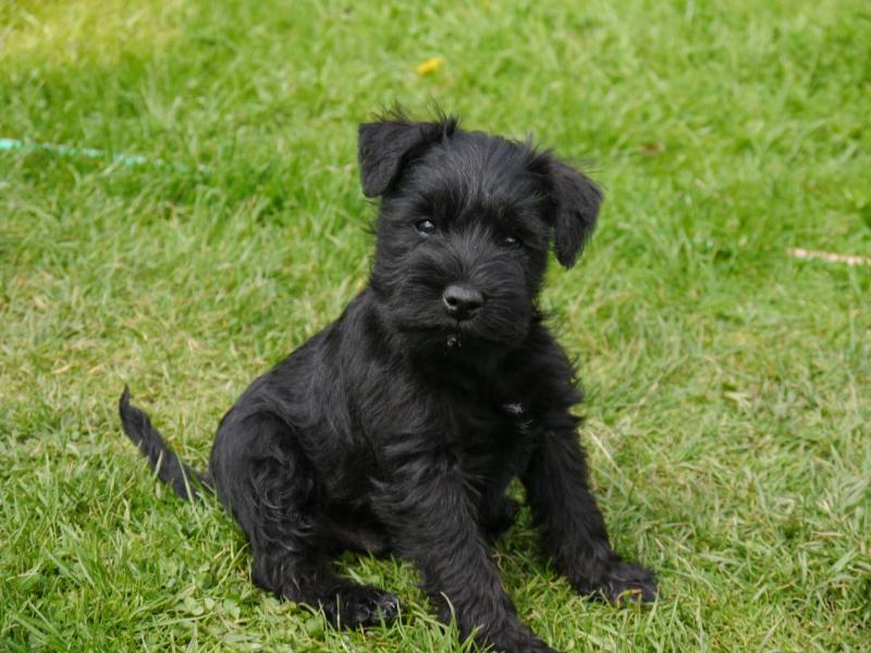 Pedigree Giant Schnauzer Puppies Image eClassifieds4u