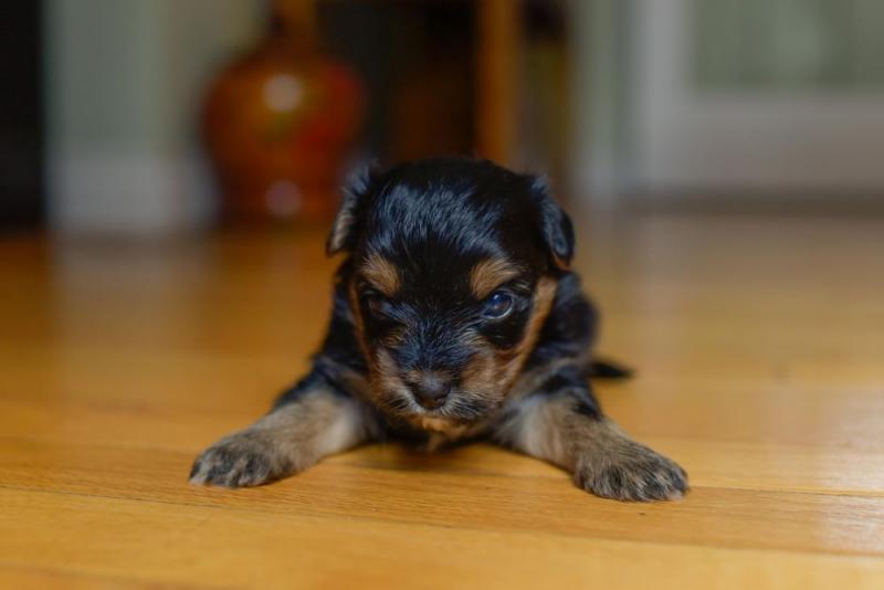 Biewer Yorkie Cross Puppies Image eClassifieds4u