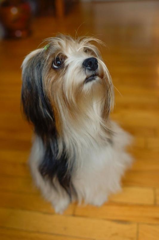 Biewer Yorkie Cross Puppies Image eClassifieds4u