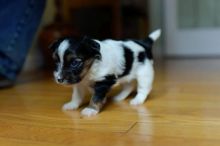 Biewer Yorkie Cross Puppies Image eClassifieds4u 2