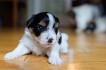 Biewer Yorkie Cross Puppies Image eClassifieds4u 1
