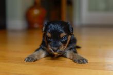 Biewer Yorkie Cross Puppies Image eClassifieds4u 4