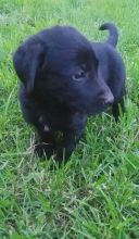 free German Shepherd / blacklab puppies