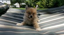 Male and Female Registered Pomsky puppies for rehoming