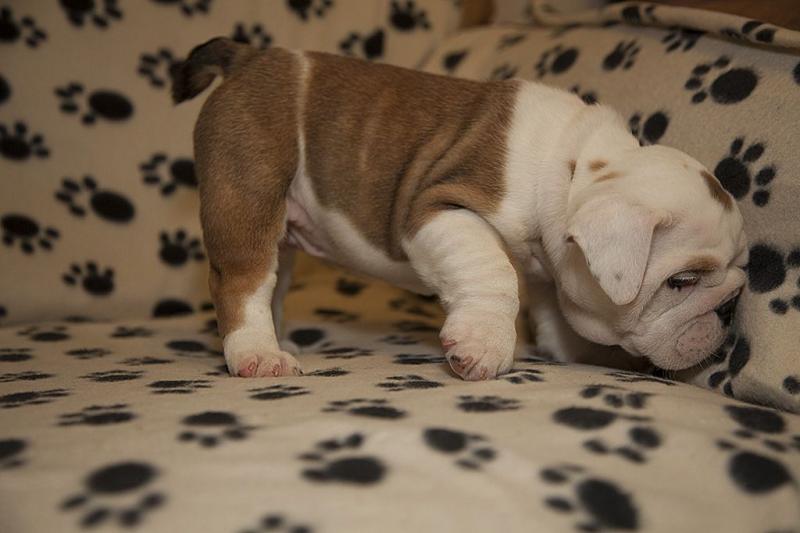 Beautiful English bulldog puppies Image eClassifieds4u