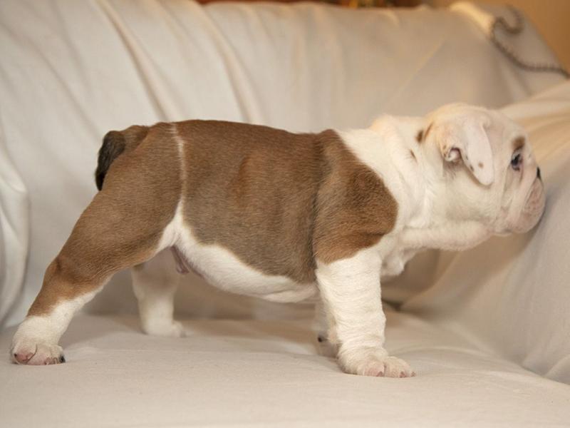 Beautiful English bulldog puppies Image eClassifieds4u