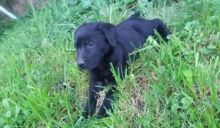 free German Shepherd / blacklab puppies Image eClassifieds4u 2