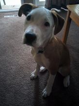 Puppy for sale Image eClassifieds4u 3