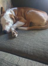 Puppy for sale Image eClassifieds4u 1