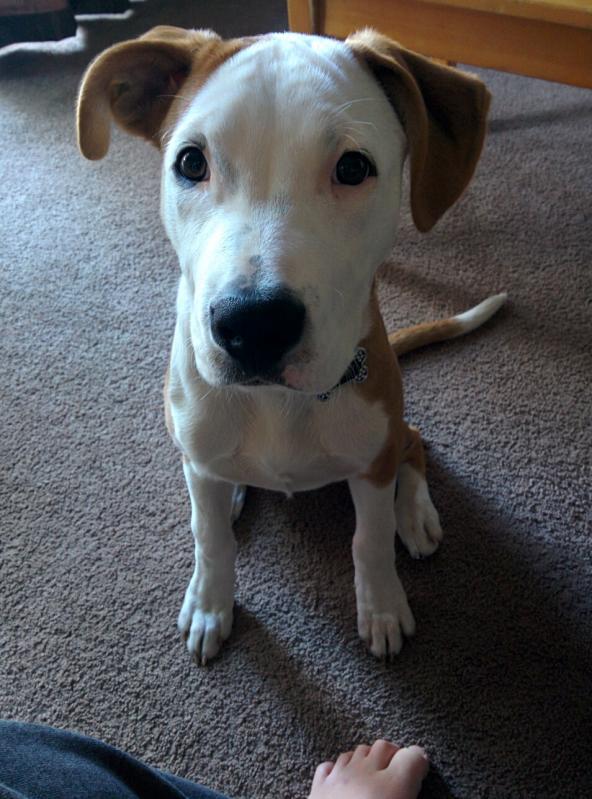 Puppy for sale Image eClassifieds4u