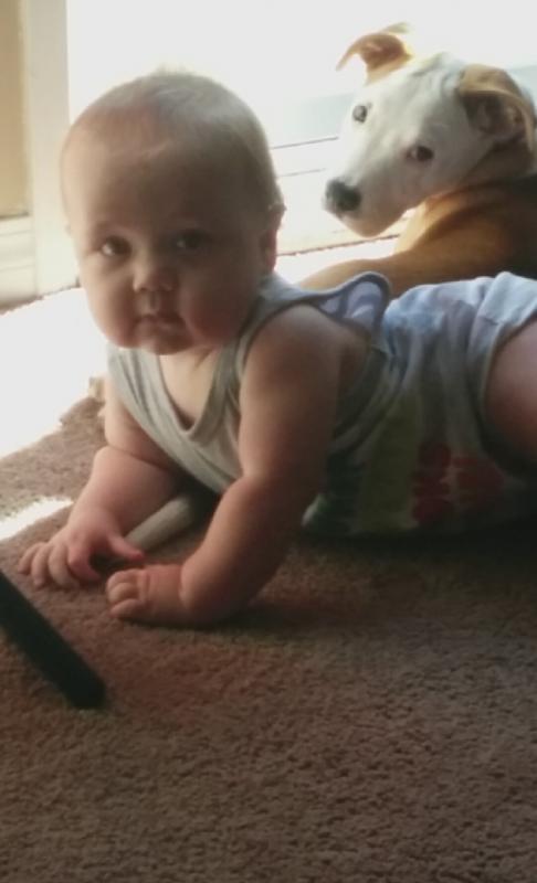 Puppy for sale Image eClassifieds4u