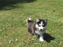 Home raised Pomeranian/Husky mix (pomsky) puppy