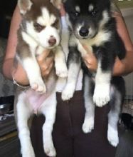 Sweet Siberian Husky Puppies