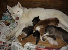 Siberian Husky puppies For New homes (804)250-1462 Image eClassifieds4u 1